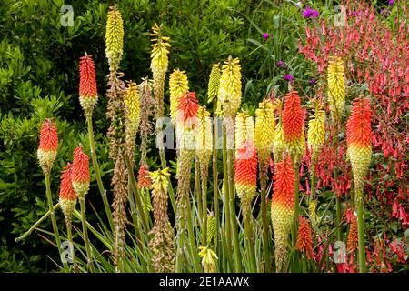 Kniphofia red hot poker Banque D'Images