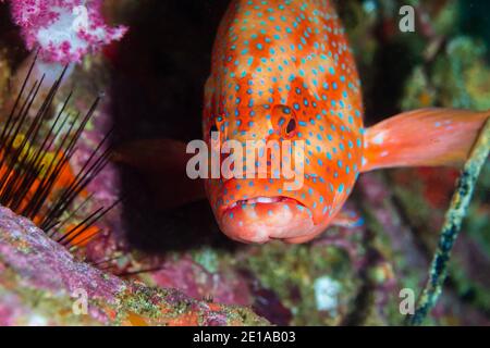 Grouper de corail coloré sur un système de récif de corail tropical en Thaïlande. Îles Similan Banque D'Images