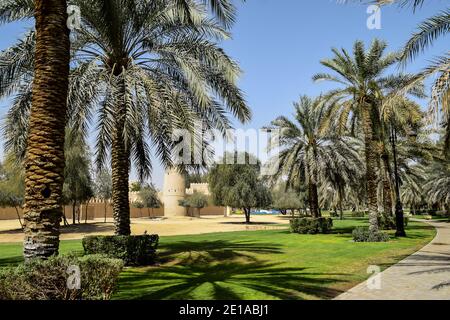 AL AIN, OMAN - 20 FÉVRIER 2018 : beaucoup de palmiers dattiers sur une herbe verte en contraste avec le ciel bleu. Banque D'Images