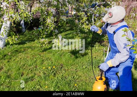 Soin des arbres fruitiers, jardinage. Le jardinier saupoudrer les arbres. L'homme dans le masque. Banque D'Images