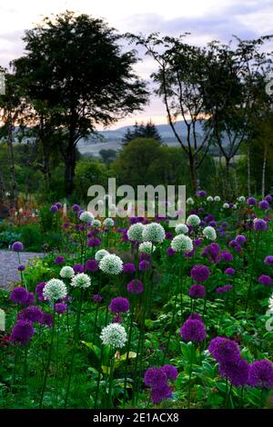 Allium Purple sensation,Allium Mount Everest, fleurs blanches violettes,Floraison,mélange,mixte,combinaison,lit,bordure,plan de plantation,RM floral Banque D'Images