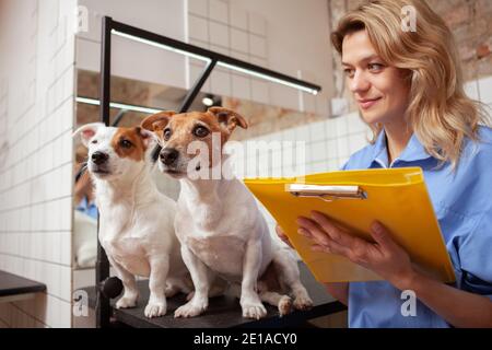 Une femme mature vétérinaire écrivant des notes sur son presse-papiers après avoir examiné deux adorables chiens de terrier Jack russel. Concept clinique VET Banque D'Images