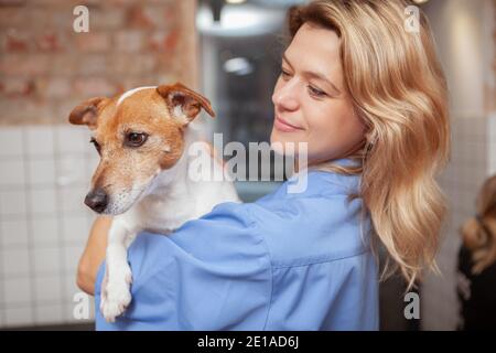Gros plan d'un mignon Jack russel terrier gai femelle vétérinaire tient. Charmant vétérinaire médecin tenant un adorable chien Banque D'Images