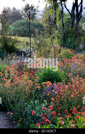 Geum Rubin, Geum totalement Tangerine, Geum Scarlet Tempest, Pseudopanax, arrangement de plantation mixte, explosion de couleur, jardin, jardins, RM Floral Banque D'Images