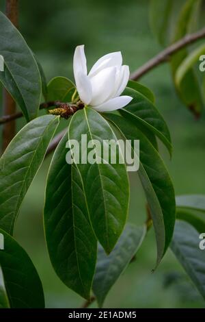 Michelia doltsopa Silver Cloud, syn Magnolia doltsopa Silver Cloud, fleurs blanches, senteur blanc fleur,arbuste à feuilles persistantes,arbre à feuilles persistantes,arbres,fleurs,débit Banque D'Images