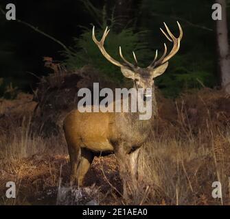 Stag de Red Deer masculin, Cervus elaphus, avec de grands Antlers debout dans UNE forêt face à la caméra éclairée par la Sun New Forest UK Banque D'Images