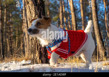 Jack russell vêtement de terrier en chandail rouge pendant la marche avec Neige en hiver Banque D'Images