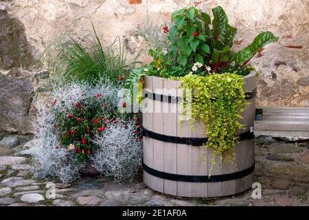 Un lit de fleurs joliment décoré d'un tonneau et de moyens improvisés Banque D'Images