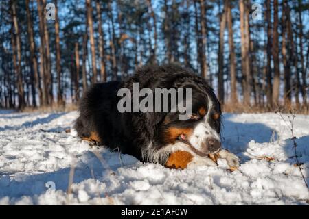 chien de montagne bernois avec de la neige sur le nez par temps enneigé en hiver. animal drôle couché dans les dérives de la neige Banque D'Images