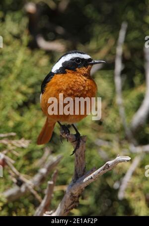 Moussier's Redstart (Phoenicurus moussieri) adulte mâle perché sur la branche morte Atlas Mountains, Maroc Avril Banque D'Images