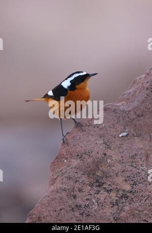 Moussier's Redstart (Phoenicurus moussieri) adulte mâle perché sur le rocher des montagnes de l'Atlas, au Maroc Avril Banque D'Images