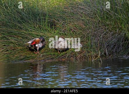 Paire de pochard à crête rouge (Netta rufina) et conduits sur le bord du lac, mâle prêrant le Maroc Avril Banque D'Images