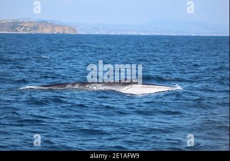 Observation des baleines à Dana point en Californie Banque D'Images