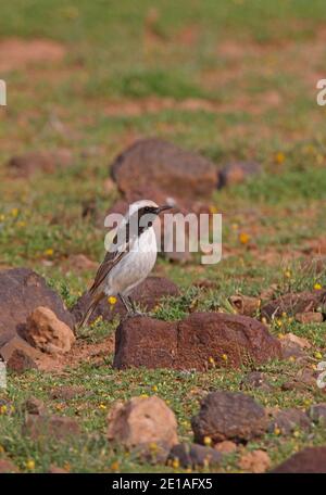 Wheatear (Oenanthe moesta) à rumed rouge, mâle perché sur le rocher du Maroc Avril Banque D'Images