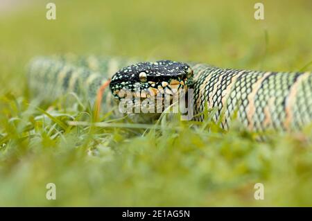 Vipers à fosse de Wagler ou Tropidolaemus wagleri sur l'herbe Banque D'Images