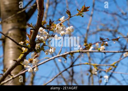 Couleurs du printemps: Branche d'un cerisier sauvage, Prunus avium, avec des fleurs blanches contre le ciel bleu profond, foyer sélectif, profondeur de champ peu profonde Banque D'Images