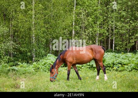 Gros plan d'un cheval de la baie rouge qui broutage dans les pâturages d'été. Le cheval tombe au printemps. Banque D'Images