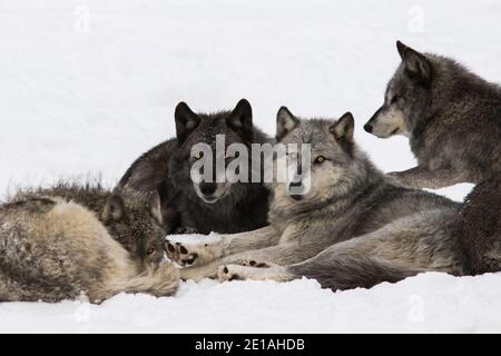 Le loup du nord-ouest (Canis lupus occidentalis) est en paquet en hiver Banque D'Images