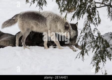 Le loup du nord-ouest (Canis lupus occidentalis) est en paquet en hiver Banque D'Images