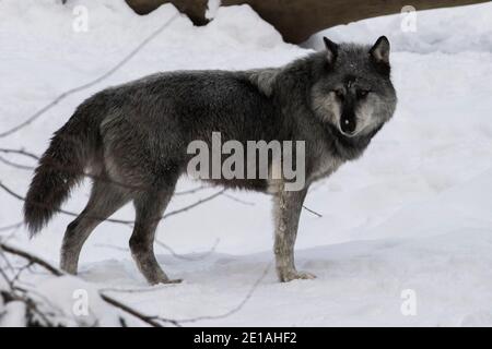 Le loup du nord-ouest (Canis lupus occidentalis) est en paquet en hiver Banque D'Images