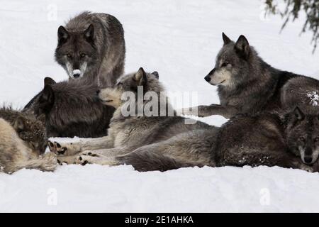 Le loup du nord-ouest (Canis lupus occidentalis) est en paquet en hiver Banque D'Images