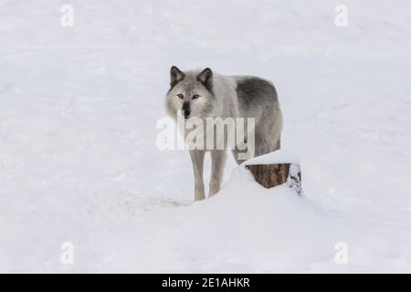 Le loup du nord-ouest (Canis lupus occidentalis) est en paquet en hiver Banque D'Images