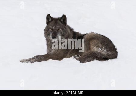 Le loup du nord-ouest (Canis lupus occidentalis) est en paquet en hiver Banque D'Images