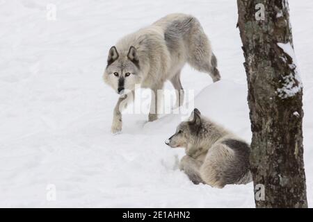 Le loup du nord-ouest (Canis lupus occidentalis) est en paquet en hiver Banque D'Images