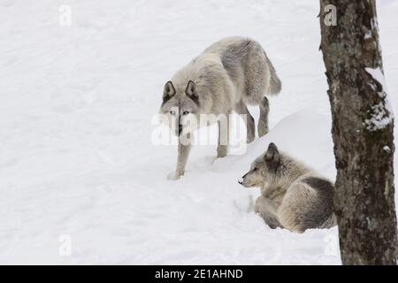 Le loup du nord-ouest (Canis lupus occidentalis) est en paquet en hiver Banque D'Images