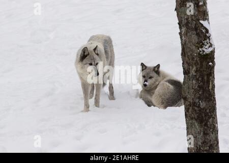 Le loup du nord-ouest (Canis lupus occidentalis) est en paquet en hiver Banque D'Images