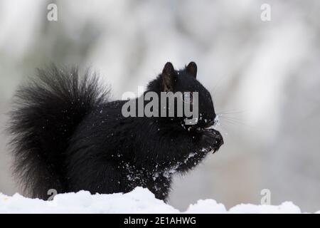 Morphes noires de l'écureuil gris en hiver Banque D'Images