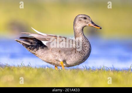 La recherche d'oiseaux dans les zones humides de Gadwall (Mareca strepera). Ce canard est un oiseau assez commun aux pays-Bas. Scène de la faune dans la nature. Banque D'Images