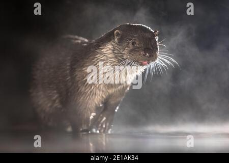 Européen Otter (Lutra lutra) en eaux peu profondes la nuit dans le parc national de Kiskunsagi, Pusztaszer, Hongrie. Février. La loutre eurasienne a un mainl de régime Banque D'Images