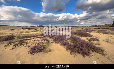 Scène de paysage accueillante de la lande dans le parc national Hoge Veluwe, province de Gelderland, pays-Bas. Paysage scène de la nature en Europe. Banque D'Images