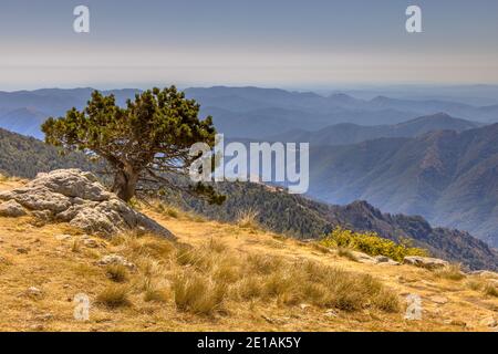 Journée ensoleillée sur un arbre à ciel bleu dans un paysage de montagne sur le Mont Aigoual, Occitanie, France Banque D'Images