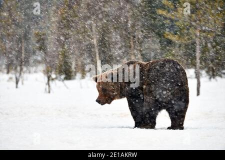 Gros ours brun photographié à la fin de l'hiver tout en marchant dans la neige dans la taïga finlandaise sous une importante chute de neige Banque D'Images