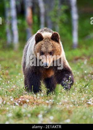 Magnifique ours brun photographié dans le finnidh taïga à la fin du printemps Banque D'Images