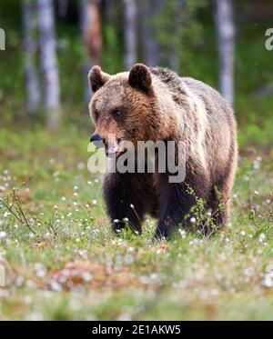 Magnifique ours brun photographié dans le finnidh taïga à la fin du printemps Banque D'Images