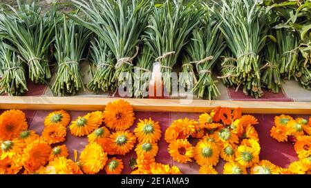 Un cliché hypnotisant de fleurs de calendula, avec de l'huile naturelle extraite des fleurs dans une petite bouteille, des tiges coupées de fleurs peuvent également être vues. Banque D'Images