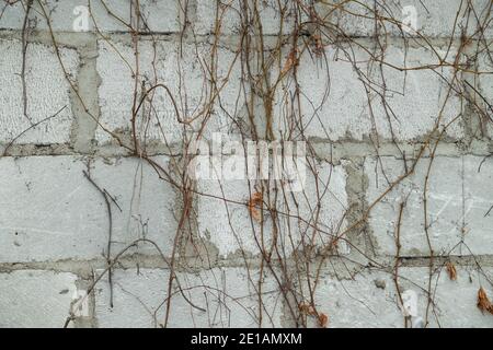 Vigne sur mur de béton en hiver. Arrière-plan fleuri abstrait, jardin et concept d'hiver, gros plan, plat, vue de dessus. Banque D'Images