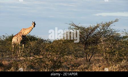 Belle girafe (Giraffa camelopardalis) à pied seul dans le Bush namibien. Banque D'Images