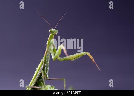 Une femme mantis ou une religieuse de prière européenne se rapprochent de l'arrière-plan sombre. Grand insecte prédateur Banque D'Images