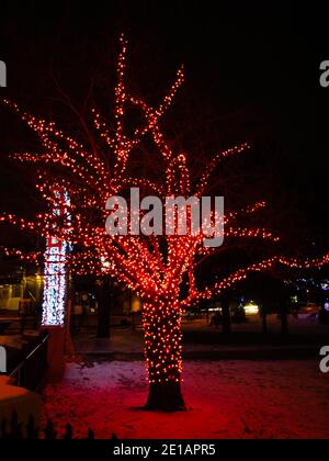 La lueur orange de l'arbre s'étend dans le ciel nocturne Banque D'Images