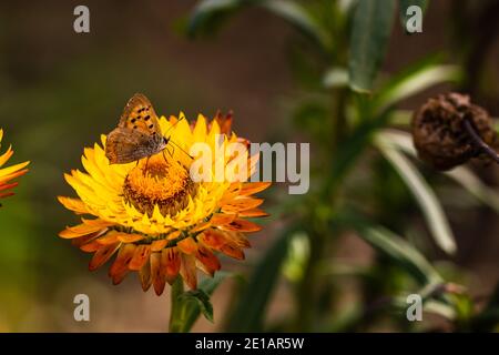 Gros plan du papillon sur une fleur immortelle colorée isolée dans le jardin. Banque D'Images