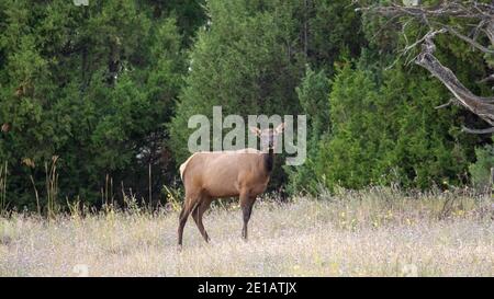 Elk dans le Montana Banque D'Images