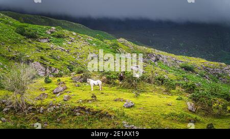 Trois beaux chevaux paître sur une colline de montagne illuminée par la lumière du soleil et colline plus sombre couverte de nuages en arrière-plan. Black Valley, Kerry, Irlande Banque D'Images