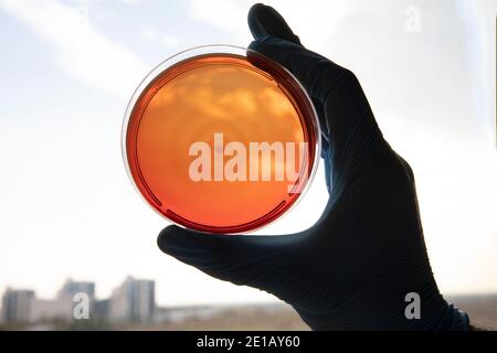 Prolifération de bactéries dans un milieu de gélose en laboratoire de microbiologie. Faire une traînée dans une boîte de Petri isolée sur fond blanc. Mélange de colonies de bactéries dans le pétri d Banque D'Images