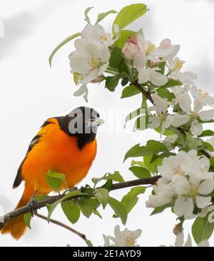 Baltimore Oriole (Icterus galbula), mâle en fleurs d'écrevisses, plumage reproductrice Banque D'Images