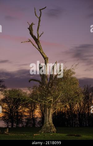Un arbre à peine survivant dans un champ de Warwickshire, Royaume-Uni, peu après le coucher du soleil. Le tronc principal et les branches supérieures sont pourris, mais il y a une nouvelle croissance. Banque D'Images