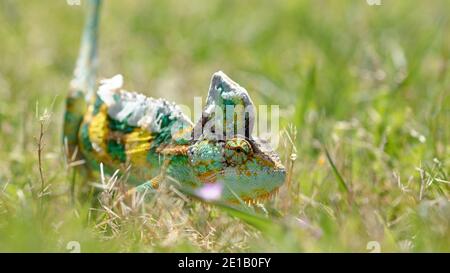 Chameleon voilé dans les plantes Banque D'Images